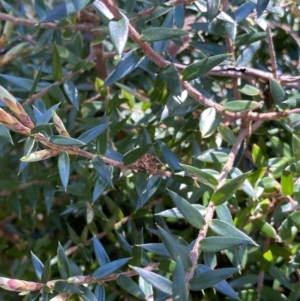 Acrotriche leucocarpa at Cotter River, ACT - 7 Oct 2023 02:13 PM