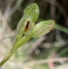 Bunochilus montanus (Montane Leafy Greenhood) at Cotter River, ACT - 7 Oct 2023 by Ned_Johnston