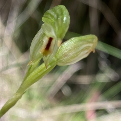 Bunochilus montanus (Montane Leafy Greenhood) at Cotter River, ACT - 7 Oct 2023 by Ned_Johnston