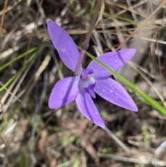 Glossodia major (Wax Lip Orchid) at Canberra Central, ACT - 8 Oct 2023 by NedJohnston