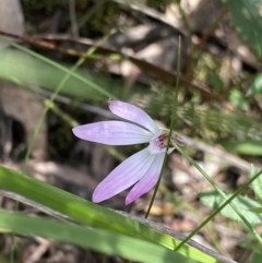 Caladenia fuscata (Dusky Fingers) at Black Mountain - 8 Oct 2023 by Ned_Johnston