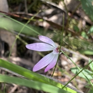 Caladenia fuscata at Canberra Central, ACT - 8 Oct 2023