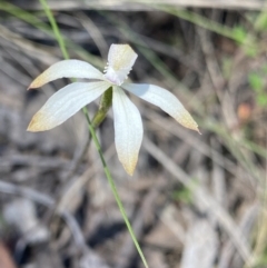 Caladenia ustulata (Brown Caps) at Canberra Central, ACT - 8 Oct 2023 by Ned_Johnston