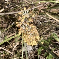 Lomandra multiflora (Many-flowered Matrush) at Black Mountain - 8 Oct 2023 by Jenny54