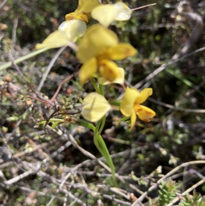 Diuris nigromontana (Black Mountain Leopard Orchid) at Black Mountain - 8 Oct 2023 by Jenny54
