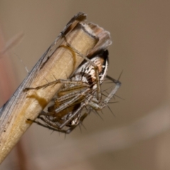 Oxyopes sp. (genus) (Lynx spider) at Higgins Woodland - 7 Oct 2023 by Untidy