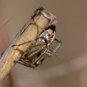 Oxyopes sp. (genus) at Higgins, ACT - 7 Oct 2023