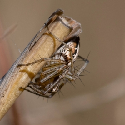 Oxyopes sp. (genus) (Lynx spider) at Higgins Woodland - 7 Oct 2023 by Untidy