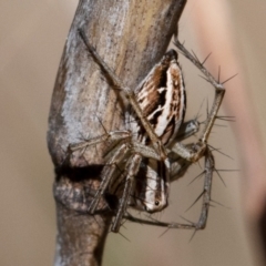 Oxyopes sp. (genus) at Higgins, ACT - 7 Oct 2023