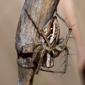 Oxyopes sp. (genus) at Higgins, ACT - 7 Oct 2023