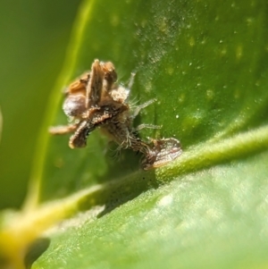 Chrysopidae (family) at Holder, ACT - 9 Oct 2023