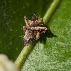 Chrysopidae (family) at Holder, ACT - 9 Oct 2023