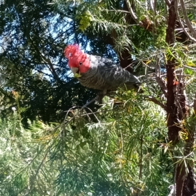 Callocephalon fimbriatum (Gang-gang Cockatoo) at Mittagong, NSW - 9 Oct 2023 by BarbaraW