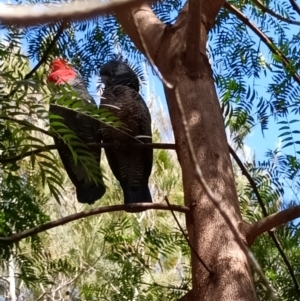 Callocephalon fimbriatum at Mittagong, NSW - suppressed