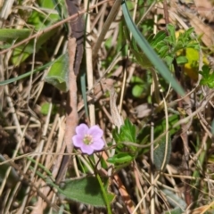 Geranium retrorsum (Grassland Cranesbill) at Lions Youth Haven - Westwood Farm A.C.T. - 9 Oct 2023 by HelenCross