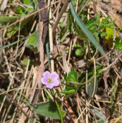 Geranium retrorsum (Grassland Cranesbill) at Lions Youth Haven - Westwood Farm A.C.T. - 9 Oct 2023 by HelenCross