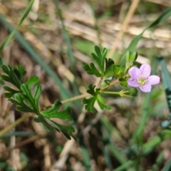 Geranium retrorsum at Tuggeranong, ACT - 9 Oct 2023 12:29 PM