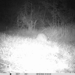 Perameles nasuta (Long-nosed Bandicoot) at Surf Beach, NSW - 28 Aug 2022 by LyndalT