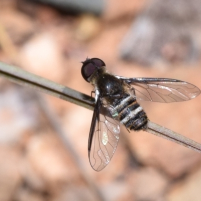 Villa sp. (genus) (Unidentified Villa bee fly) at Queanbeyan East, NSW - 7 Oct 2023 by DianneClarke
