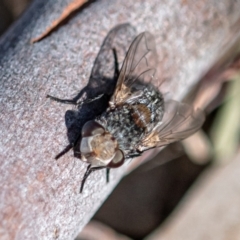 Tachinidae (family) (Unidentified Bristle fly) at Higgins Woodland - 7 Oct 2023 by Untidy