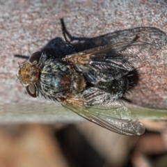 Tachinidae (family) at Higgins, ACT - 7 Oct 2023