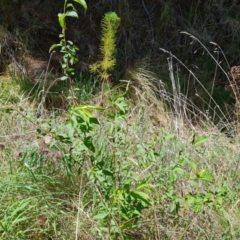 Prunus persica (Peach, Nectarine) at Isaacs Ridge and Nearby - 9 Oct 2023 by Mike