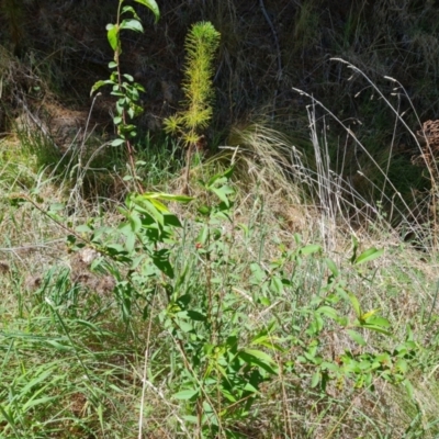 Prunus persica (Peach, Nectarine) at Isaacs Ridge and Nearby - 9 Oct 2023 by Mike