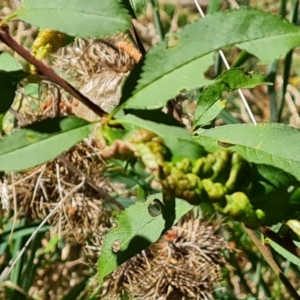 Prunus persica at Isaacs, ACT - 9 Oct 2023