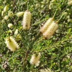 Melaleuca parvistaminea (Small-flowered Honey-myrtle) at Isaacs Ridge and Nearby - 9 Oct 2023 by Mike