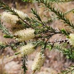 Melaleuca parvistaminea at Isaacs, ACT - 9 Oct 2023