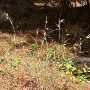 Themeda triandra at Isaacs, ACT - 9 Oct 2023