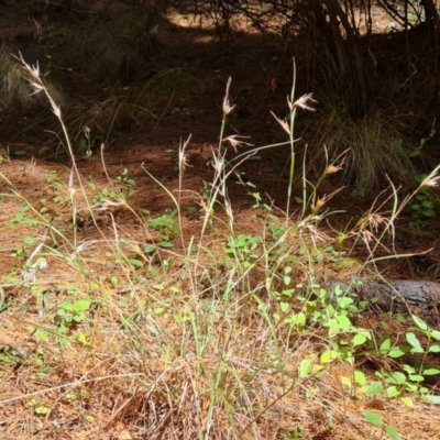 Themeda triandra (Kangaroo Grass) at Isaacs Ridge and Nearby - 9 Oct 2023 by Mike