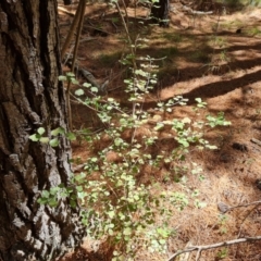 Pittosporum tenuifolium (Kohuhu) at Isaacs Ridge and Nearby - 9 Oct 2023 by Mike