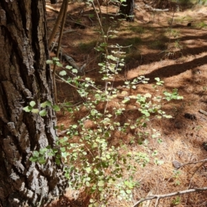 Pittosporum tenuifolium at Isaacs, ACT - 9 Oct 2023