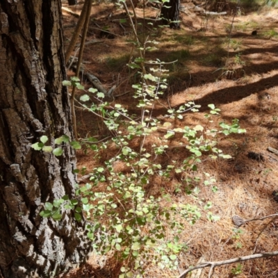 Pittosporum tenuifolium (Kohuhu) at Isaacs Ridge and Nearby - 9 Oct 2023 by Mike