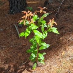 Photinia serratifolia (Chinese Photinia) at Isaacs Ridge and Nearby - 9 Oct 2023 by Mike