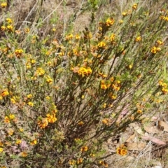 Dillwynia sericea (Egg And Bacon Peas) at Isaacs, ACT - 9 Oct 2023 by Mike