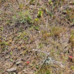 Hypochaeris glabra at Tuggeranong, ACT - 9 Oct 2023 11:11 AM