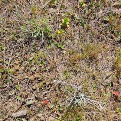 Hypochaeris glabra (Smooth Catsear) at Tuggeranong, ACT - 9 Oct 2023 by LPadg