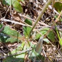 Hypochaeris glabra at Tuggeranong, ACT - 9 Oct 2023