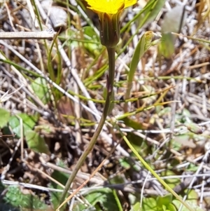 Hypochaeris glabra at Tuggeranong, ACT - 9 Oct 2023 11:11 AM