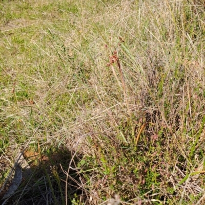 Luzula sp. (Woodrush) at Tuggeranong, ACT - 9 Oct 2023 by LPadg