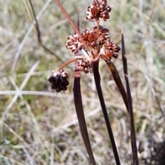 Luzula sp. at Tuggeranong, ACT - 9 Oct 2023