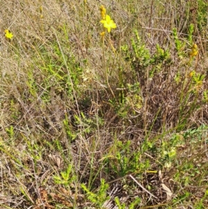 Bulbine bulbosa at Tuggeranong, ACT - 9 Oct 2023 10:07 AM