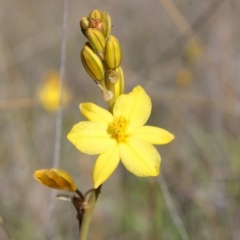 Bulbine bulbosa at Tuggeranong, ACT - 9 Oct 2023 10:07 AM