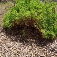 Billardiera heterophylla at Tuggeranong, ACT - 9 Oct 2023