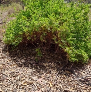 Billardiera heterophylla at Tuggeranong, ACT - 9 Oct 2023 10:54 AM