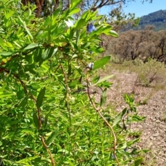 Billardiera heterophylla at Tuggeranong, ACT - 9 Oct 2023 10:54 AM