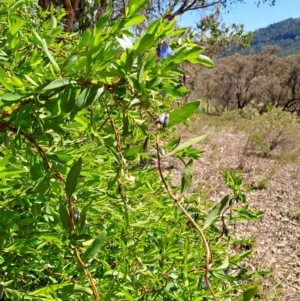 Billardiera heterophylla at Tuggeranong, ACT - 9 Oct 2023