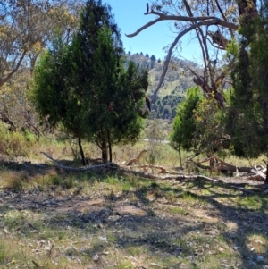 Platycercus elegans at Tuggeranong, ACT - 9 Oct 2023 09:47 AM